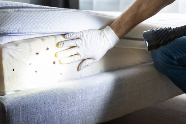 Best Flea Control Services  in Tappan, NY