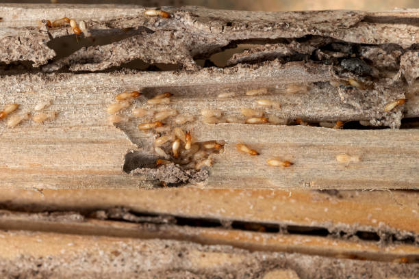 Best Wildlife Control Services  in Tappan, NY